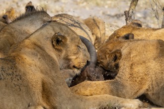 Lion (Panthera Leo) with kill, pack eats captured buffalo, lioness and young lion feed on the head