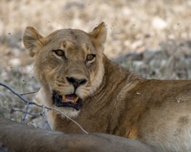 Lioness (Panthera Leo), animal portrait, Moremi Game Reserve, Botswana