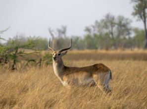 Letschwe or litchi bog antelope (Kobus leche), adult male, in tall dry grass, Okavango Delta,