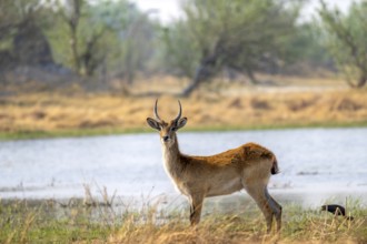 Letschwe or litchi bog antelope (Kobus leche), juvenile male, on the river, Okavango Delta, Moremi