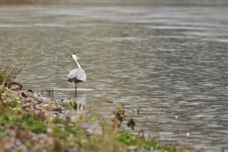 Grey heron, autumn, Germany