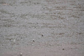 Raindrops falling on a lake, autumn, Germany