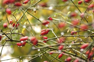 Rose hips with raindrops, autumn, Germany