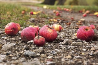 Fallen fruit, autumn time, Germany