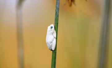 Marbled Reed Frog (Hyperolius marmoratus), white frog sitting on a papyrus, Xakanaxa Lagoon,