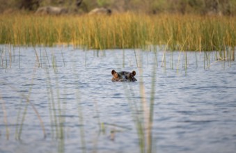 Hippopotamus (Hippopatamus amphibius) in the river, Thamalakane River, Okavango Delta, Botswana