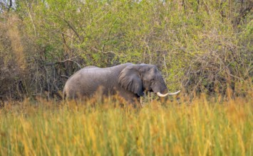 African elephant (Loxodonta africana), on the riverbank between river grass, Thamalakane River,