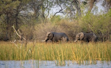African elephant (Loxodonta africana), elephants on the riverbank between river grass, Thamalakane