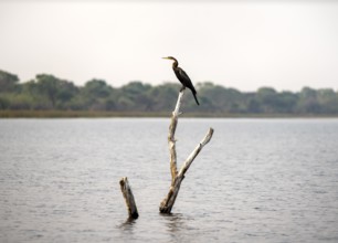 African Darter (Anhinga rufa) sitting on a dead tree in the river, Thamalakane River, Okavango