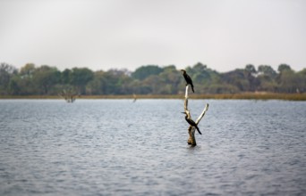 African Darter (Anhinga rufa), two birds sitting on a dead tree in the river, Thamalakane River,