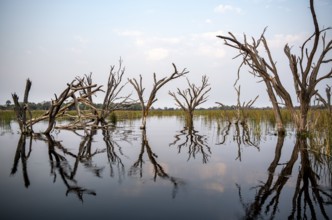 Dead trees are reflected in the river, Thamalakane River, Okavango Delta, Botswana