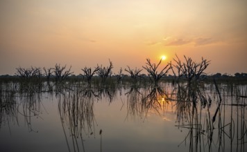 Dead trees are reflected in the river at sunset, Thamalakane River, Okavango Delta, Botswana