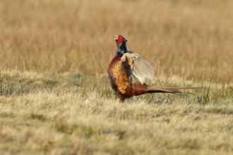 Pheasant, hunting pheasant (Phasianus colchicus), adult male bird courting in a meadow, area