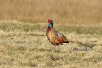 Pheasant, hunting pheasant (Phasianus colchicus), adult male bird in a meadow, wildlife, lembruch,