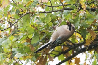 A jay (Garrulus glandarius) collects acorns in an oak tree (Quercus), Hesse, Germany