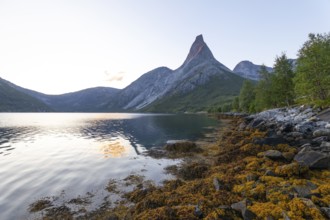 Fascinating view of Stetind in the morning light with seaweed on the shore