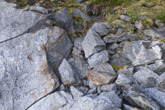 Ermine between rocks at Stetind in northern Norway