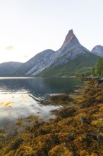 Stetind is illuminated by the first rays of sunshine. Morning light with seaweed on the banks of
