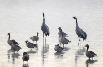 Cranes (Grus grus), cranes and gray geese (Anser anser) stand in the shallow water zone of a lake,