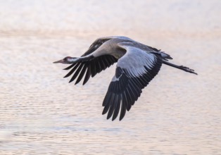 Crane (Grus grus) flying over a lake colored orange from warm morning light, Lower Saxony, Germany