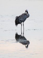 Crane (Grus grus) caring for plumage in the shallow water zone of a lake, Lower Saxony, Germany
