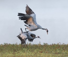 Crane (Grus grus), cranes just after copula, mating in a wetland, wetland, Lower Saxony, Germany