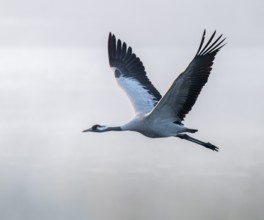 Crane (Grus grus) flying over a lake, fog, clouds of fog, Lower Saxony, Germany