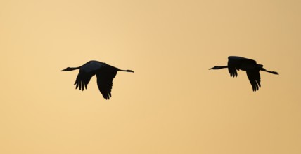 Crane (Grus grus), two cranes flying in the morning light against a warm orange sky, silhouettes,