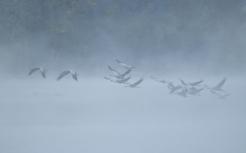Crane (Grus grus), cranes flying over a lake, fog, clouds of fog, Lower Saxony, Germany