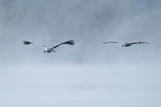 Crane (Grus grus) two cranes flying over a lake, fog, clouds of fog, Lower Saxony, Germany