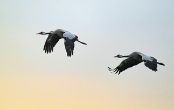 Crane (Grus grus), two cranes flying in the morning light against a warm orange sky, Lower Saxony,