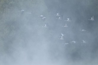 Crane (Grus grus) flying in front of a forest, fog, clouds of fog, Lower Saxony, Germany