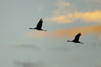 Crane (Grus grus) two cranes flying in the morning light against a blue sky with warm orange