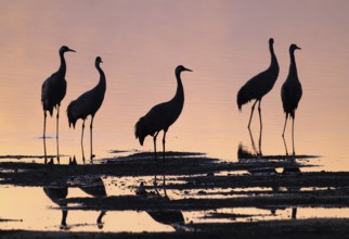 Crane (Grus grus), a group of cranes standing in the shallow water zone of a lake in warm, orange