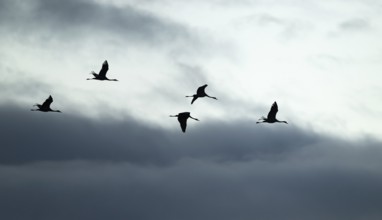 Crane (Grus grus), cranes flying against a bright sky with dramatic dark clouds, silhouettes, Lower