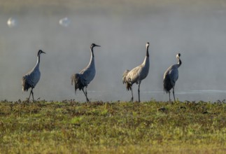 Crane (Grus grus), four cranes standing on a wet meadow in a wetland in front of a body of water,