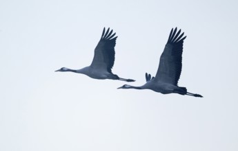 Crane (Grus grus) two cranes flying against a bright sky, Lower Saxony, Germany