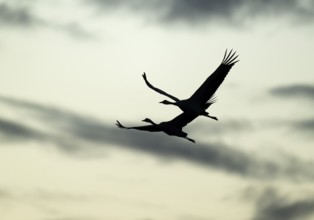 Crane (Grus grus), two cranes flying against a bright sky with dramatic dark clouds, silhouettes,