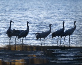 Crane (Grus grus), a group of cranes standing early in the morning in the shallow water zone of a