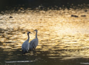 Crane (Grus grus), two cranes standing in the shallow water zone of a lake in warm, orange morning