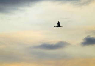 Crane (Grus grus) two cranes flying in the morning light against a blue sky with warm orange