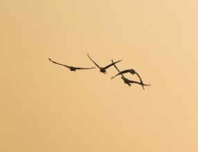 Crane (Grus grus) Cranes flying against a warm orange sky in the morning light, silhouettes, Lower