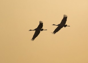Crane (Grus grus) two cranes flying in the morning light against a warm orange sky, silhouettes,