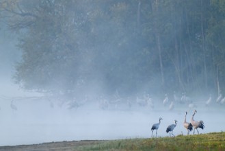 Crane (Grus grus), cranes stand on a wet meadow and in the shallow water of a lake, two cranes
