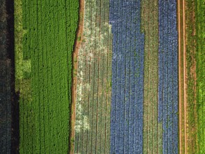 Top down view of red and green cabbage field from a drone, Devon, England, United Kingdom