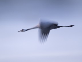 Crane (Grus grus) flying in morning light, motion blur, long exposure, puller, wiping effect, Lower
