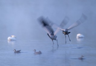 Crane (Grus grus), two cranes flying over a shallow water zone of a lake in morning light, motion