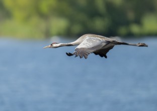Crane (Grus grus) flying over a lake, blue water, green forest, Lower Saxony, Germany