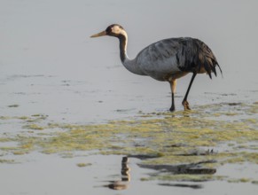 Crane (Grus grus) standing in the shallow water zone of a lake, warm morning light, Lower Saxony,