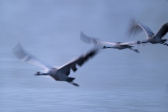 Crane (Grus grus) three cranes flying over a lake in morning light, motion blur, long exposure,